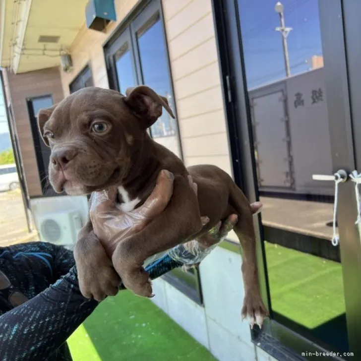 ID：2304-04649の子犬