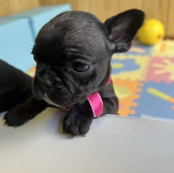 ID：2407-01049の子犬