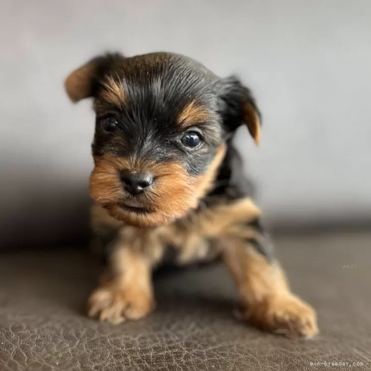 C.S 様のお迎えした子犬
