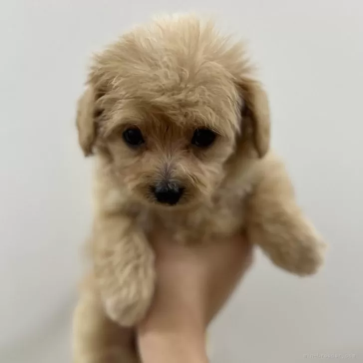 ID:2409-02436の子犬