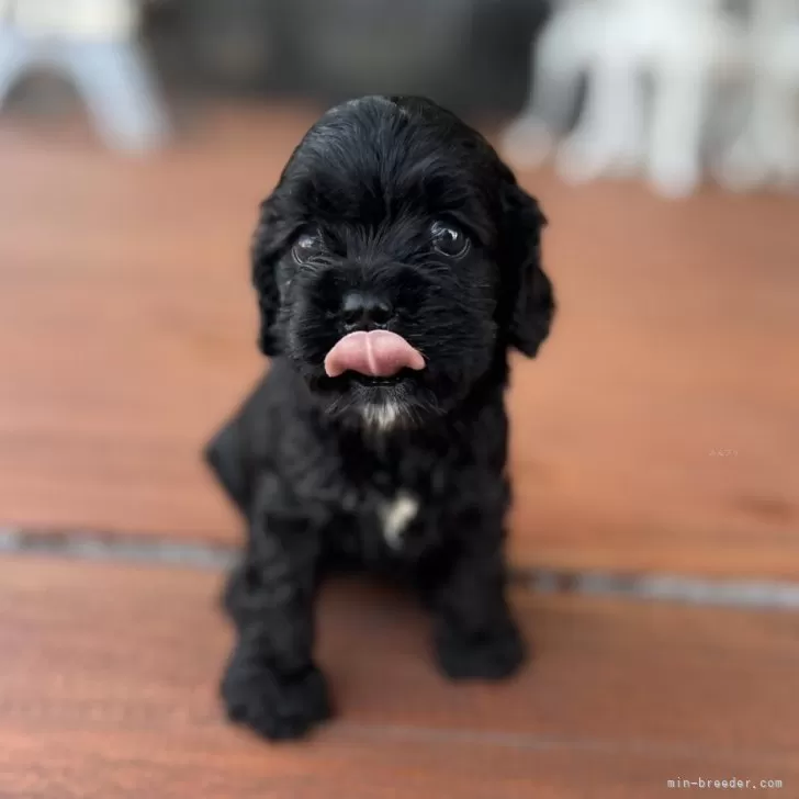 ID：2408-01679の子犬