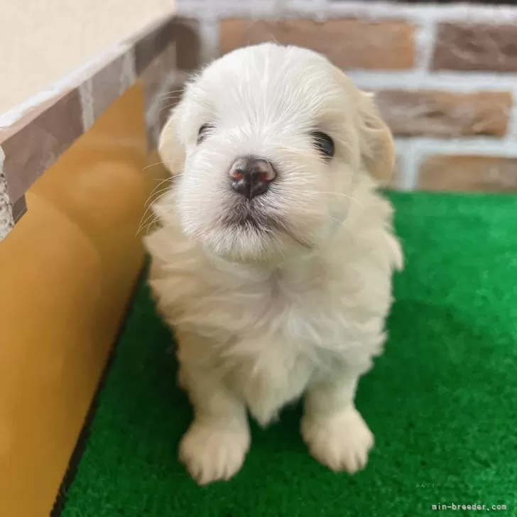 ID:2404-03326の子犬