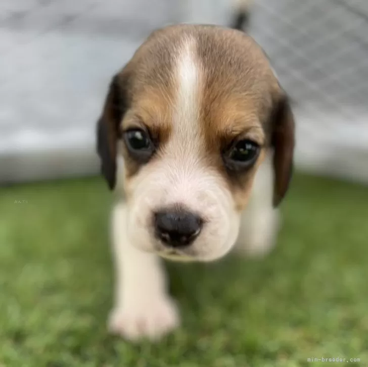 ID:2407-01287の子犬