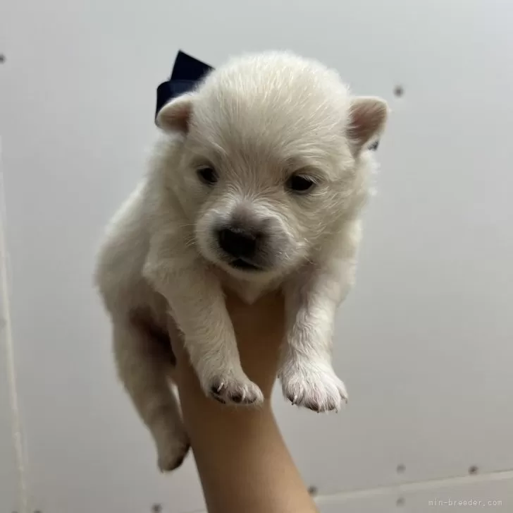 ID:2407-06554の子犬