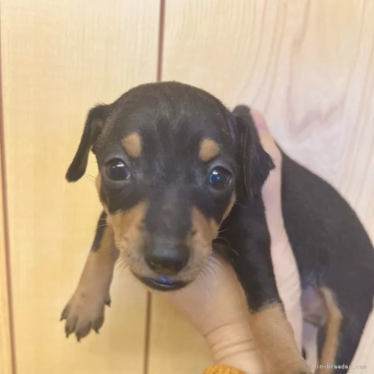 ID:2403-03791の子犬