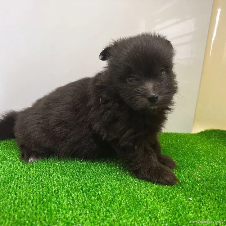 ID:2308-00136の子犬