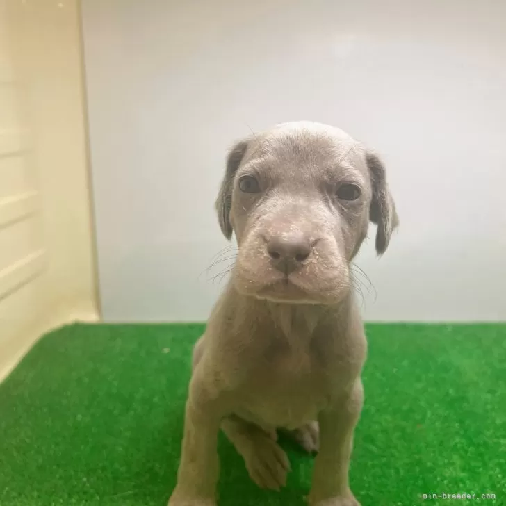 ID:2403-02177の子犬