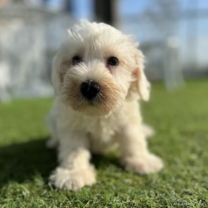 T.U 様のお迎えした子犬