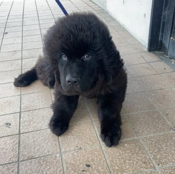 ID:2308-01449の子犬
