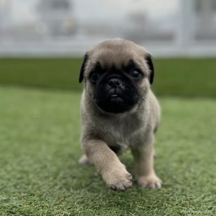 ID:2410-00828の子犬