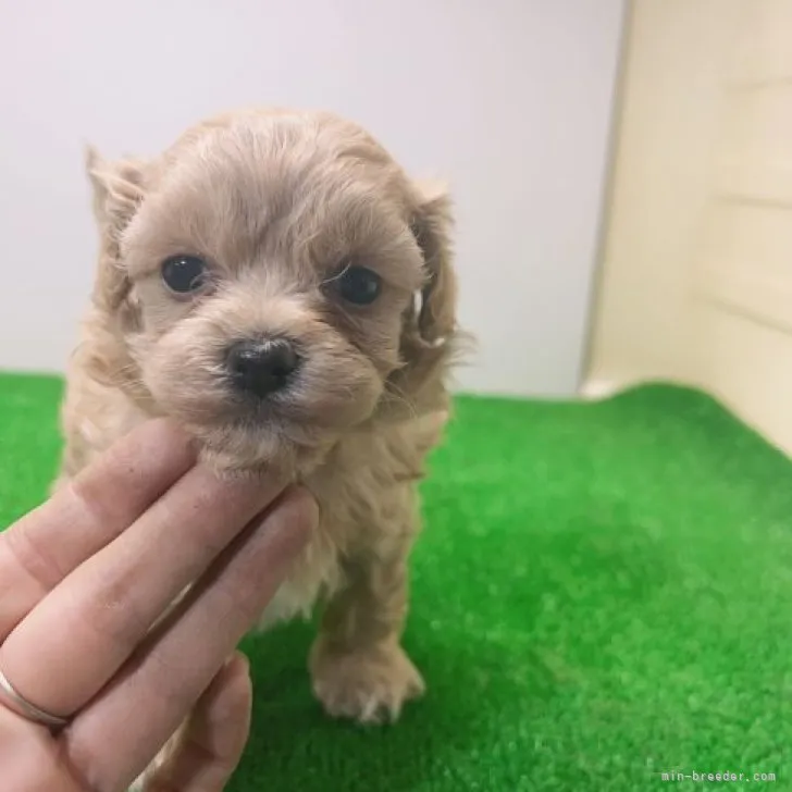ID:2311-00834の子犬