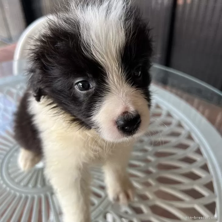 ID：2406-02720の子犬