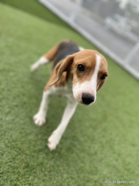 ビーグル【・女の子・2023年4月30日・ブラックタン&amp;ホワイト】