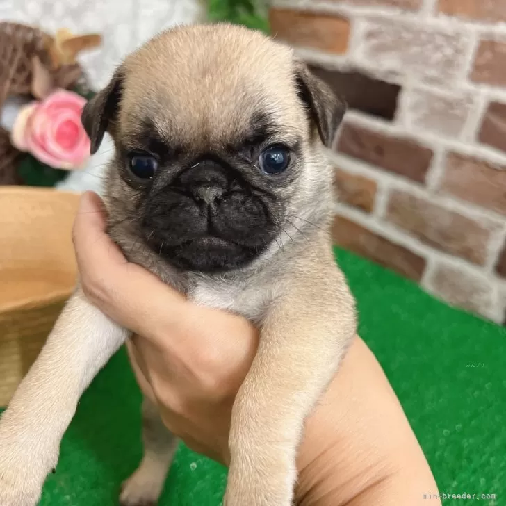 ID:2405-02161の子犬
