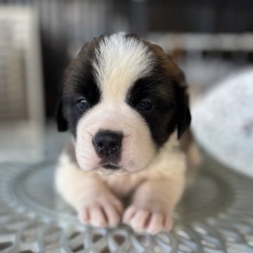 大型犬　セント・バーナード　樹脂製　オブジェ　高さ80㎝ 超大型犬◇セント・バーナード 樹脂製 オブジェ◇高さ80㎝◇室内
