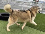 シベリアンハスキー【・男の子・2023年7月2日・シルバー&ホワイト】