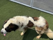 セントバーナード【・男の子・2022年11月20日・ブラウンホワイト】