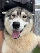 シベリアンハスキー【・男の子・2023年7月2日・シルバー&ホワイト】