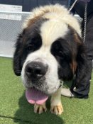 セントバーナード【・男の子・2022年11月20日・ブラウンホワイト】