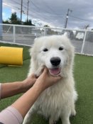 サモエド【・女の子・2023年4月27日・ホワイト】