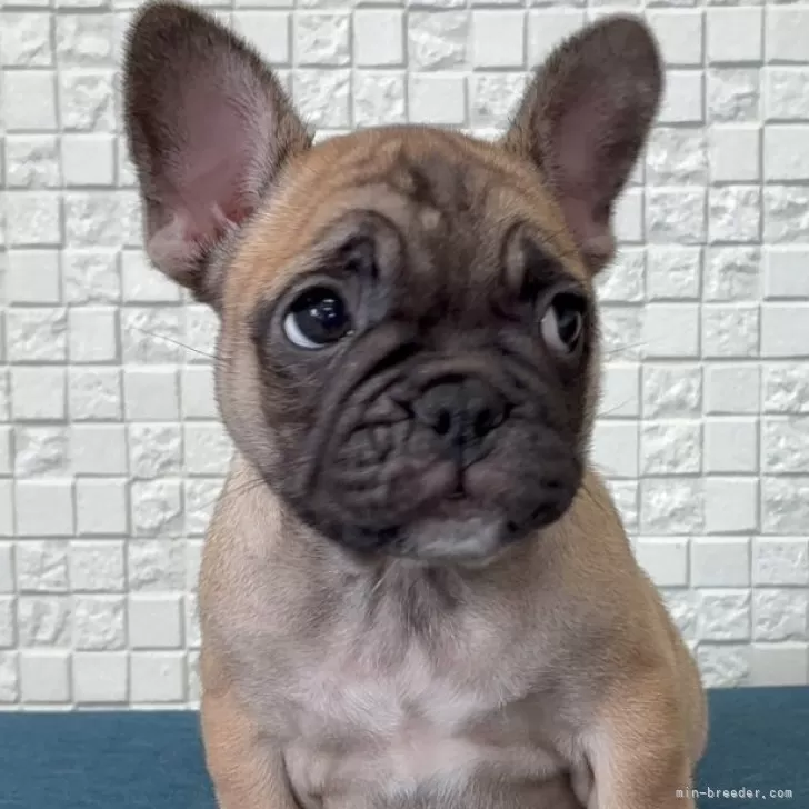 フレンチブルドッグ【福岡県・女の子・2025年9月6日・フォーンホワイト】の写真1