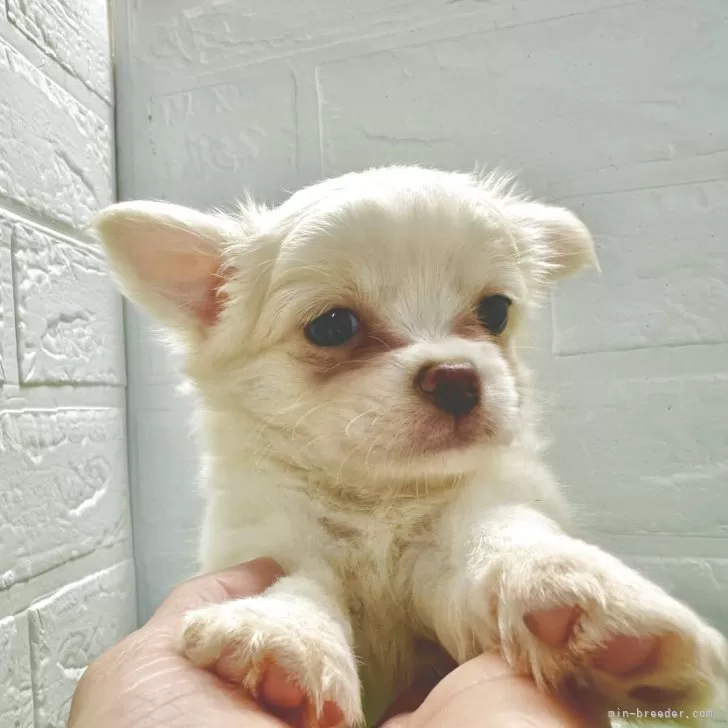 M.W 様のお迎えした子犬
