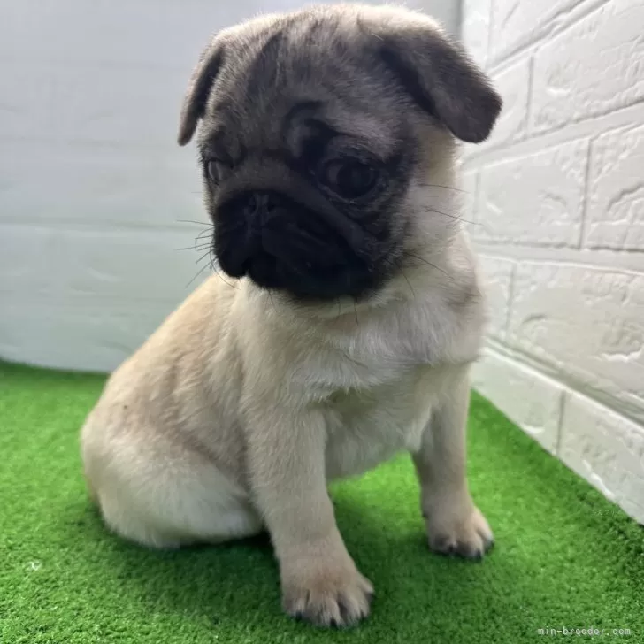 ID:2412-07100の子犬