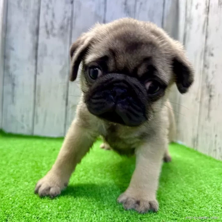 ID:2411-07687の子犬