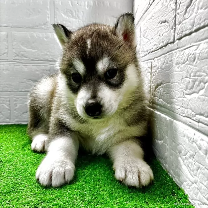 Y.T 様のお迎えした子犬