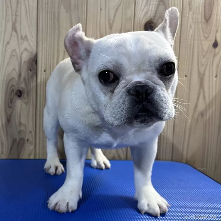 りな 様のお迎えした子犬