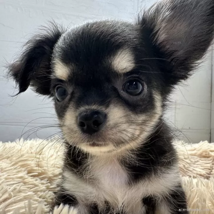 Y.M 様のお迎えした子犬