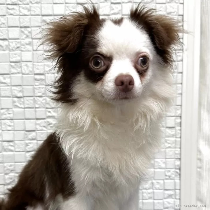 ID：2412-05826の子犬