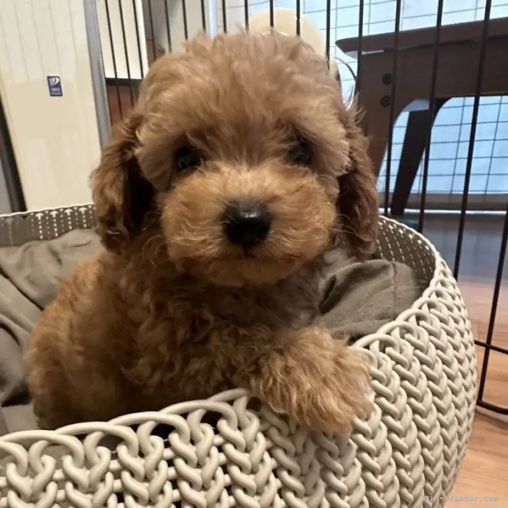 ID:2508-08215の子犬