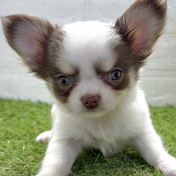 チワワ(ロング)【福岡県・女の子・2025年10月6日・パーティカラー】の写真「お顔も身体も詰まった可愛い小さめ女の子」