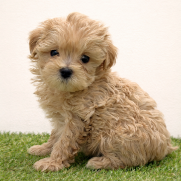 マルプー(マルチーズ×トイプードル)【福岡県・女の子・2025年12月15日・アプリコット】の写真「ふわもこ可愛い女の子」