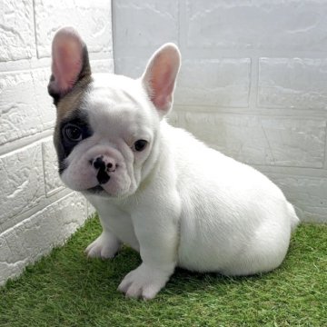 フレンチブルドッグ【福岡県・男の子・2025年10月1日・ホワイトフォーン】の写真「ずんぐりむっくりの可愛い男の子」