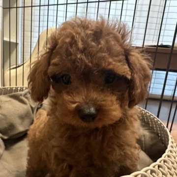 トイプードル(タイニー)【福岡県・男の子・2025年8月3日・レッド】の写真「動画見てください❣️可愛いです😍」