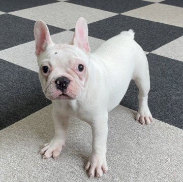 フレンチブルドッグ【福岡県・女の子・2025年6月30日・ホワイト】の写真「元気いっぱい可愛い女の子」