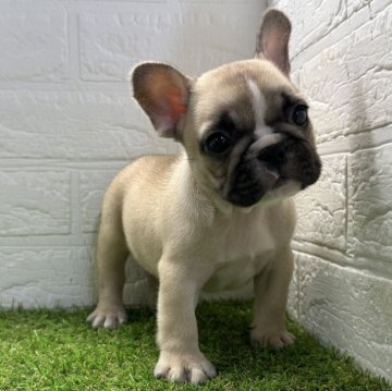 フレンチブルドッグ【福岡県・男の子・2025年9月6日・フォーンホワイト】の写真「キラキラお目目の王子様系イケメンくん」