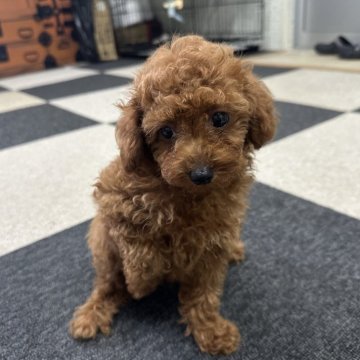 トイプードル(タイニー)【福岡県・男の子・2025年8月3日・レッド】の写真「動画見てください❣️可愛いです😍」