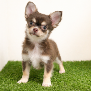 チワワ(ロング)【福岡県・男の子・2025年10月28日・チョコタンホワイト】の写真「甘えんぼ全開♡ 人懐こさ抜群の男の子」