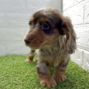 ミニチュアダックスフンド(ロング)【福岡県・男の子・2025年9月5日・チョコダップル】の写真「つぶらな瞳の可愛い男の子」