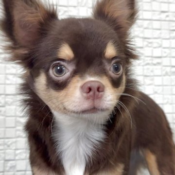 チワワ(ロング)【福岡県・女の子・2025年3月16日・チョコタンホワイト】の写真「可愛いお顔の元気な女の子」