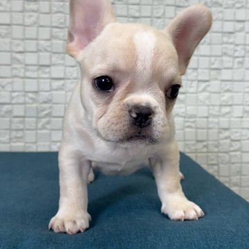 フレンチブルドッグ【福岡県・男の子・2025年8月6日・クリーム】の写真「ずんぐりした可愛い男の子」