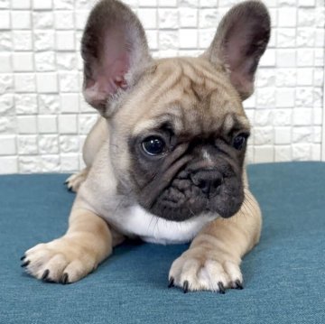フレンチブルドッグ【福岡県・男の子・2025年9月6日・フォーンホワイト】の写真「お顔立ちの整ったイケメンくん」