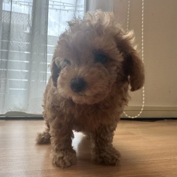 トイプードル(ティーカップ)【福岡県・男の子・2025年8月3日・レッド】の写真「小さめタイニーサイズ。実物はもっと可愛いです❣️」