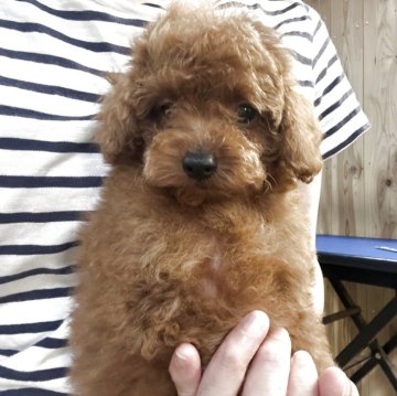 トイプードル(タイニー)【福岡県・男の子・2025年8月3日・レッド】の写真「動画見てください❣️可愛いです😍」