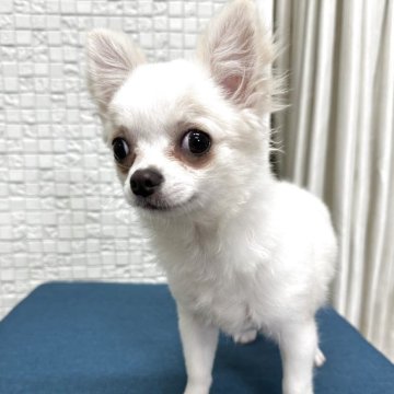 チワワ(ロング)【福岡県・男の子・2025年1月30日・ホワイト&クリーム】の写真「可愛いクリームカラーの男の子」