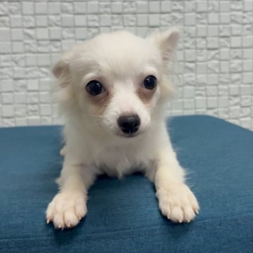 チワワ(ロング)【福岡県・男の子・2025年6月8日・ホワイト&クリーム】の写真「ふわふわ可愛い男の子。実物はもっと可愛いです」