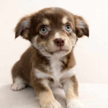 チワワ(ロング)【福岡県・男の子・2025年10月6日・チョコタンホワイト】の写真「優しい瞳が魅力♡ 少しシャイなチョコの男の子」